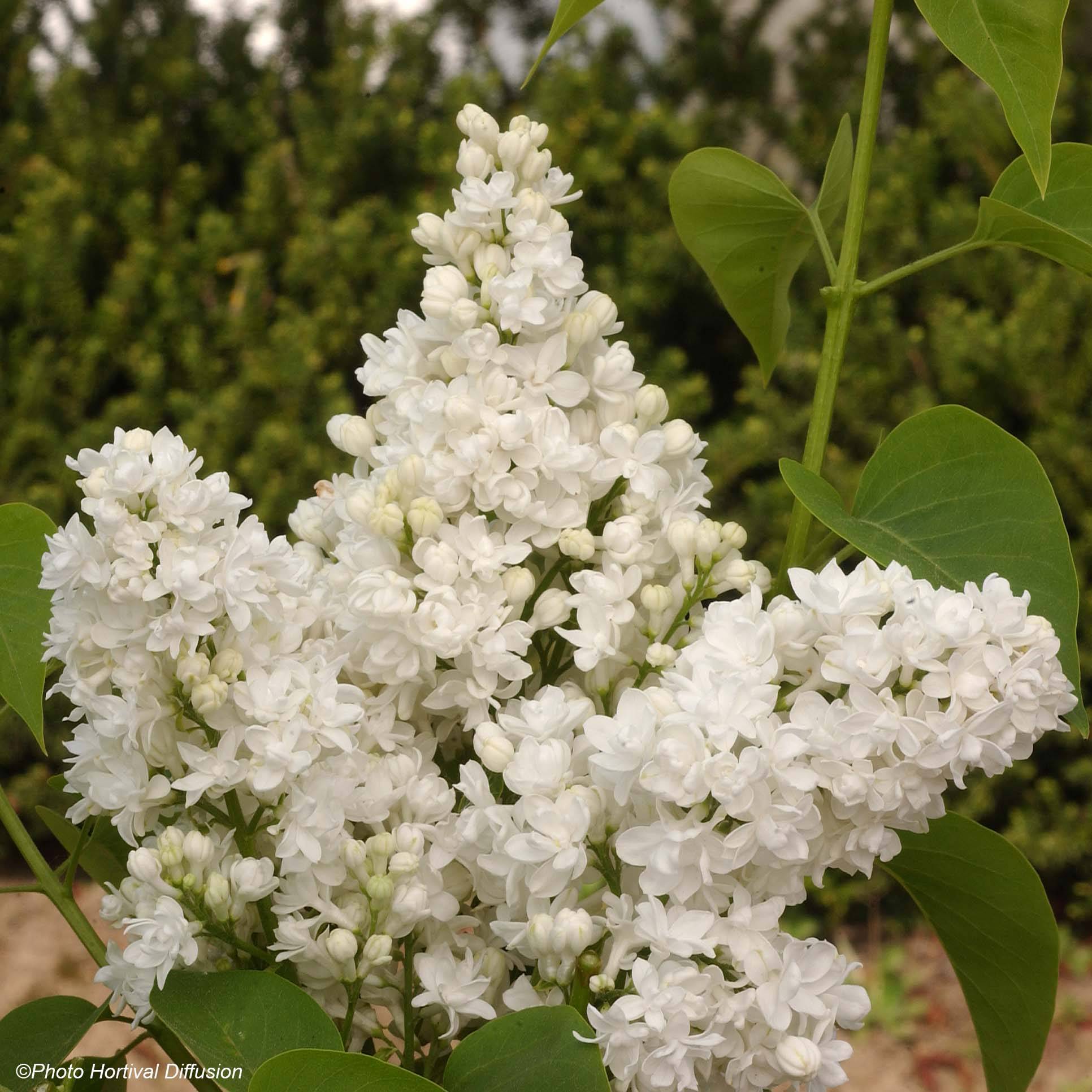 Promesse de Fleurs - Lilas - Syringa vulgaris Dentelle d'Anjou Pot de 4L/5L