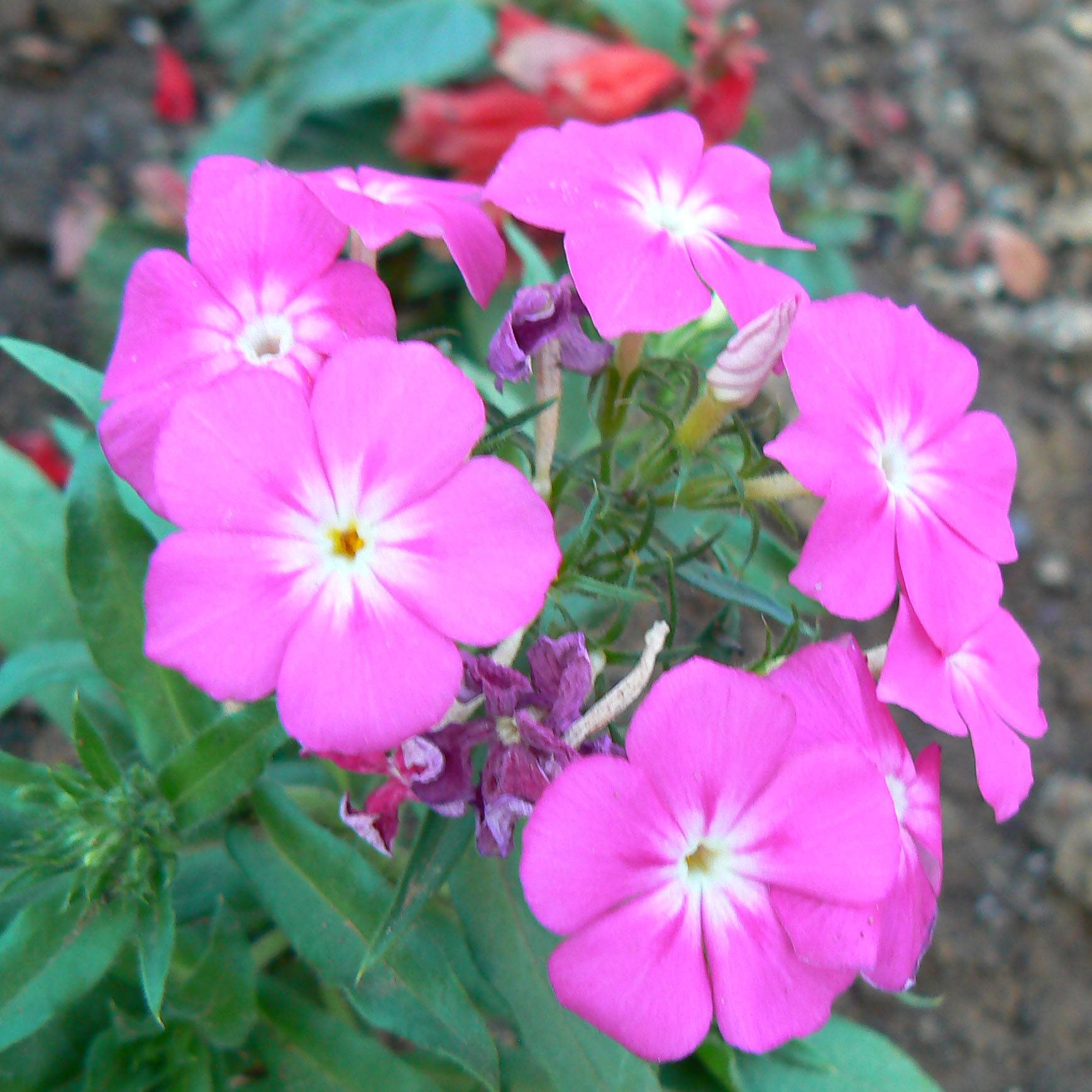 Phlox paniculata Laura Godet de 8/9 cm