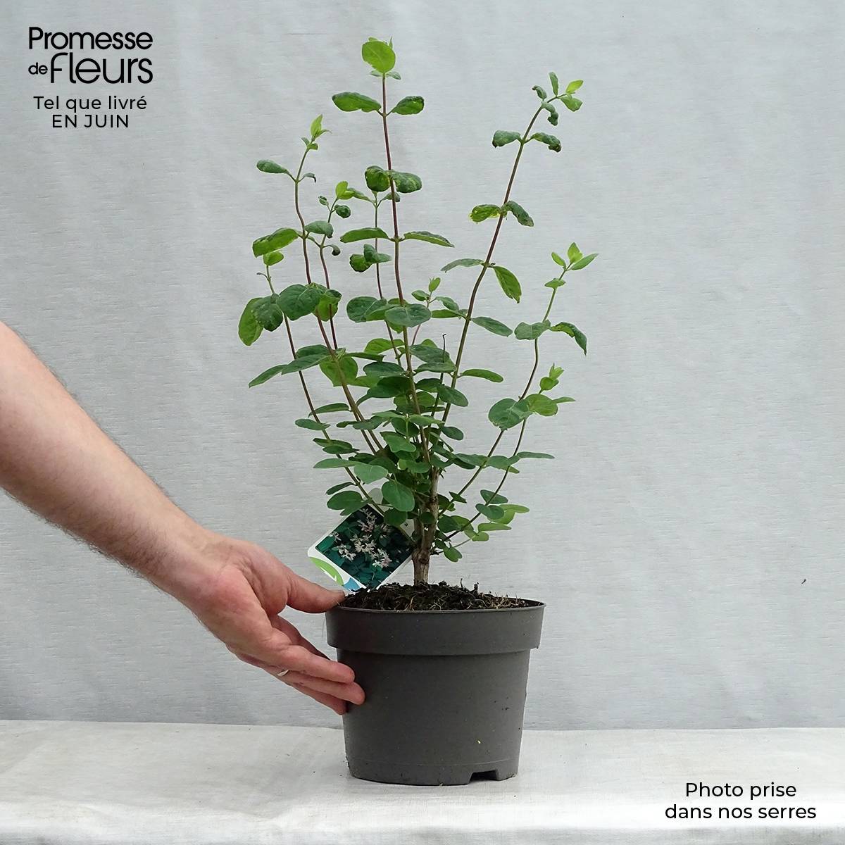 Promesse de Fleurs - Lonicera tatarica - Chèvrefeuille de Tartarie Pot de 2L/3L - Image 2
