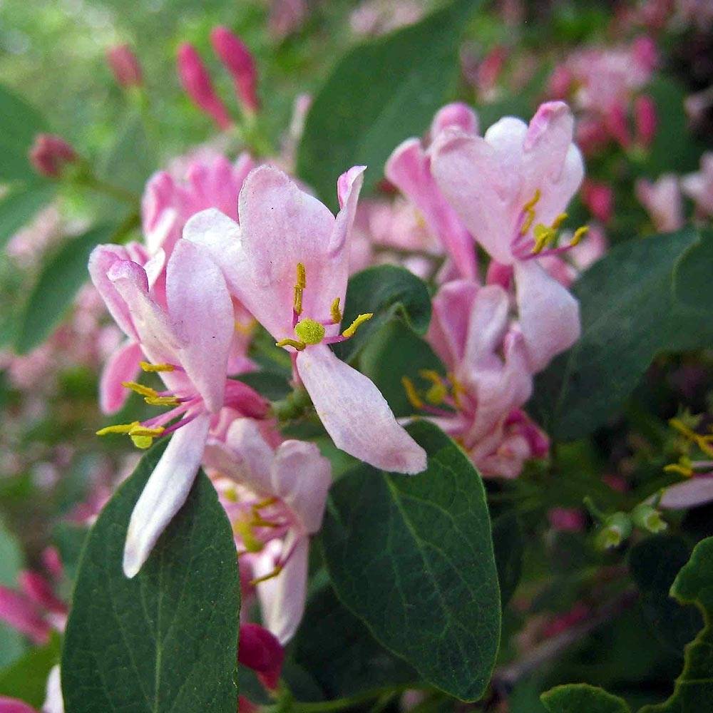 Promesse de Fleurs - Lonicera tatarica - Chèvrefeuille de Tartarie Pot de 2L/3L - Image 1