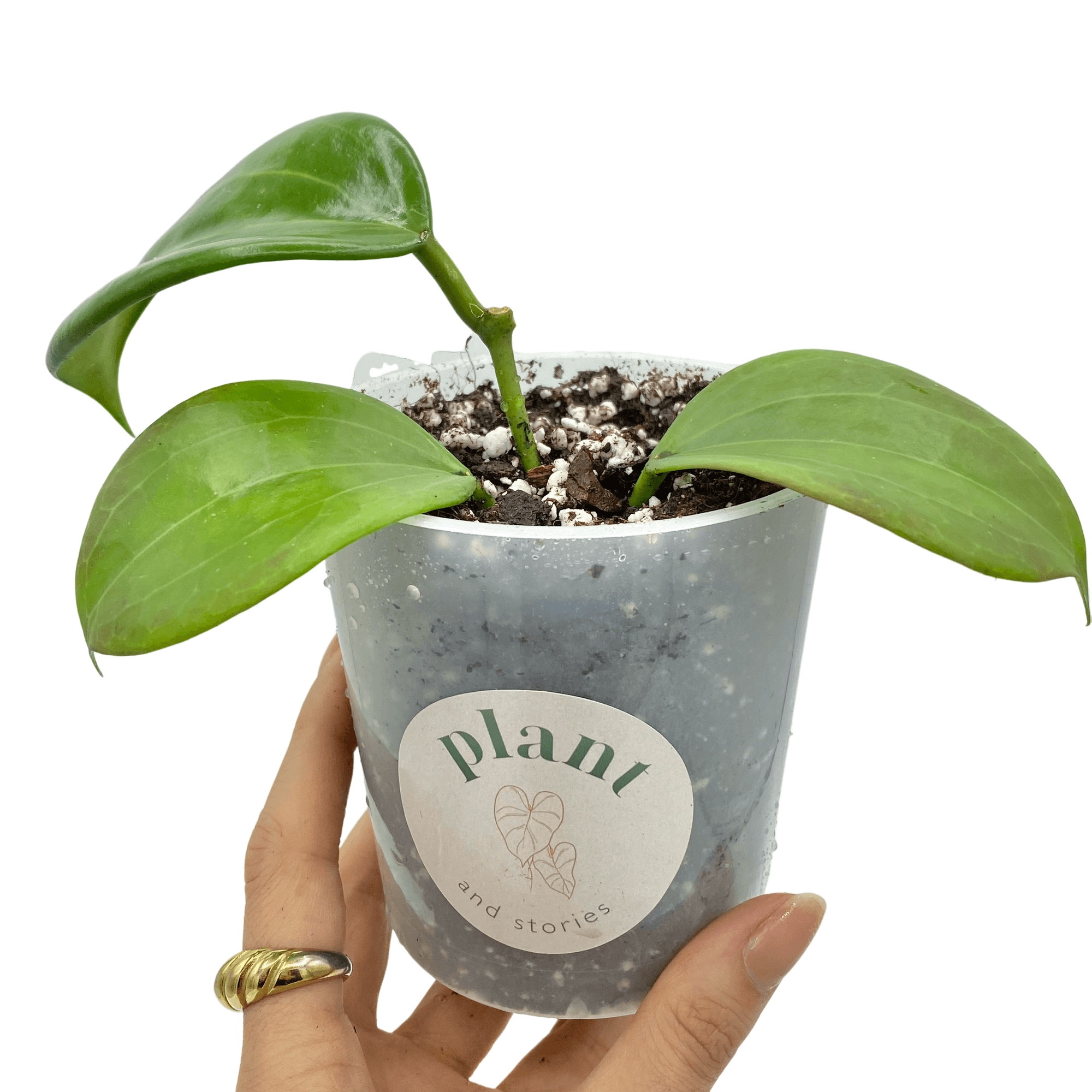 Hoya Quinquenervia - Pot de 9cm - Plantes d'intérieur
