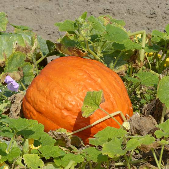 Potiron Atlantic Giant - Courge géante le sachet de 10 graines environ (3g)