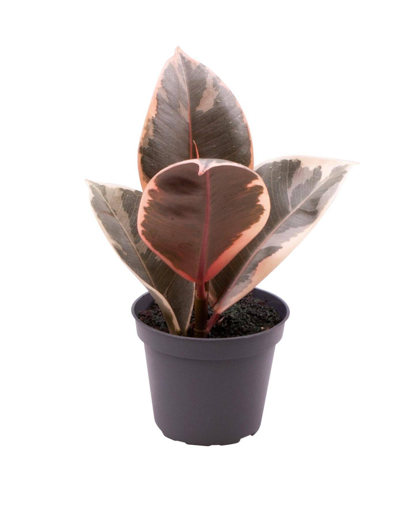 Mini Ficus Tineke 15cm - D6 H15cm - Image 2