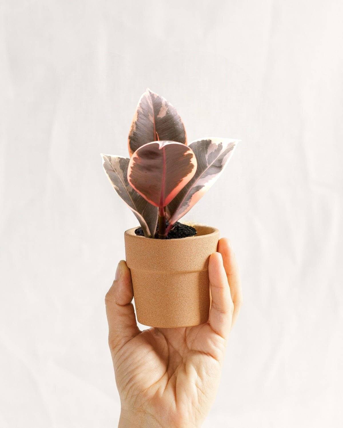 Mini Ficus Tineke 15cm - D6 H15cm - Image 1
