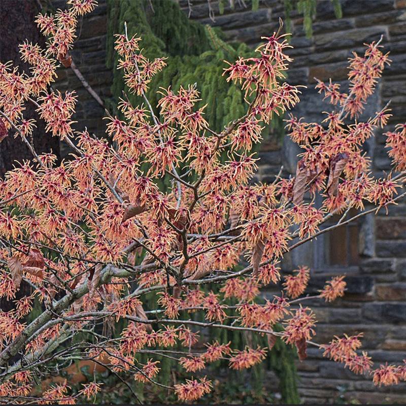 Promesse de Fleurs - Hamamelis (x) intermedia Feuerzauber - Noisetier de sorcière Pot de 4L/5L