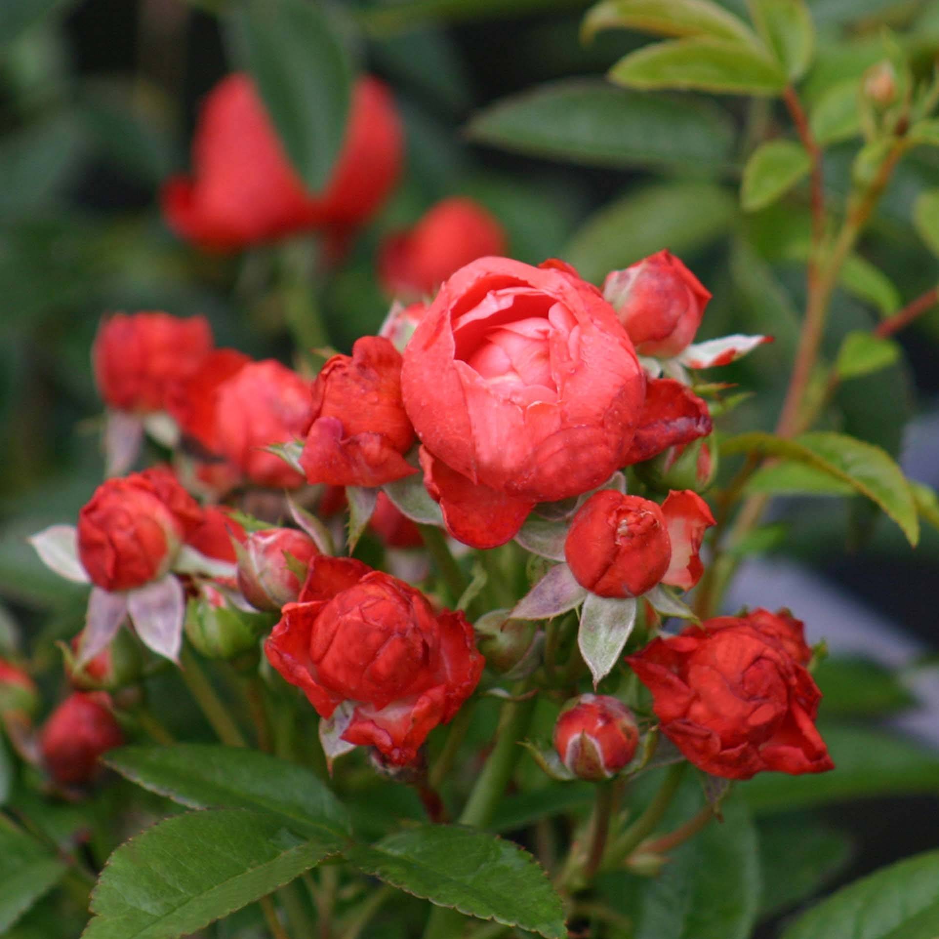 Promesse de Fleurs - Rosier nain ou miniature Fête des Pères  Racines nues en motte
