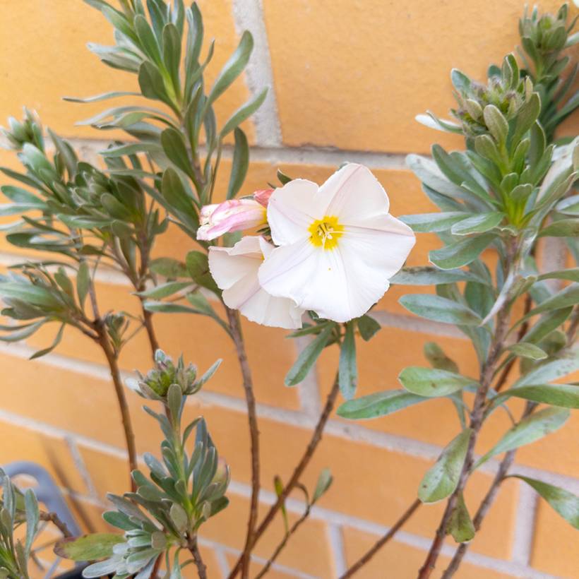 Promesse de Fleurs - Convolvulus cneorum - Liseron argenté Pot de 2L/3L - Image 1