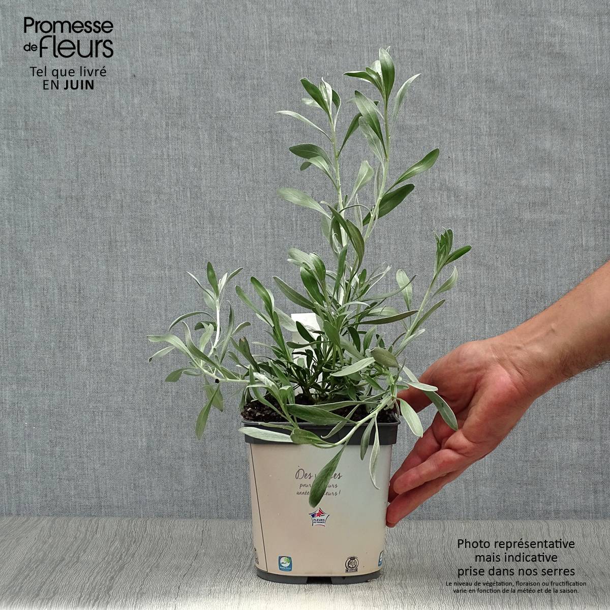 Promesse de Fleurs - Convolvulus cneorum - Liseron argenté Pot de 2L/3L - Image 2