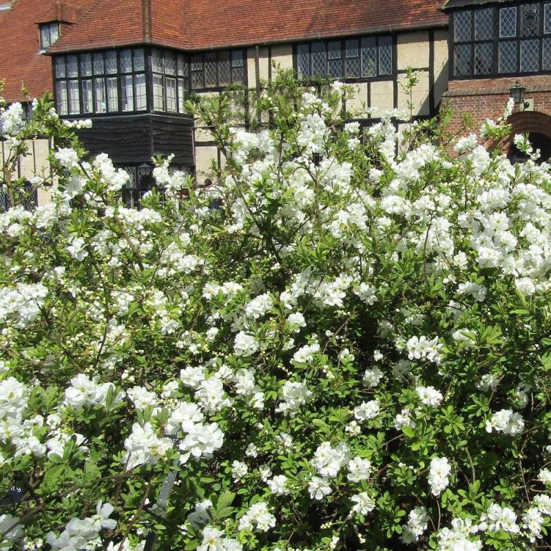 Arbre aux perles The Bride, Exochorda, Exocorde à fleurs Blanche - feuillage Caduc - Pot de 7,5L - 60/80 cm-  hauteur à maturité De 1,50 m à 2,00 m - Image 1