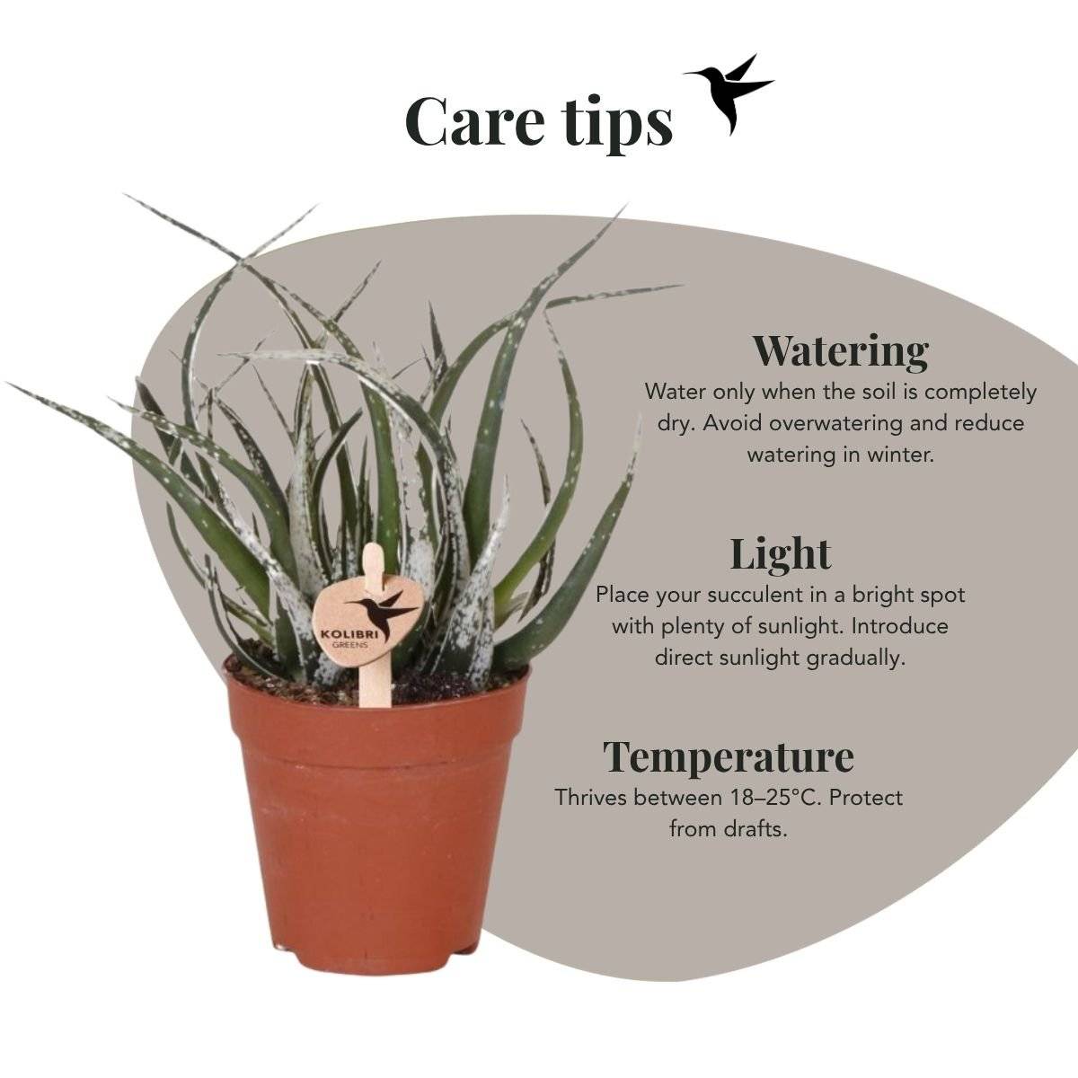 Succulente Aloë Maidu - Ø9cm - ↕23cm - Plantes d'intérieur - Image 2