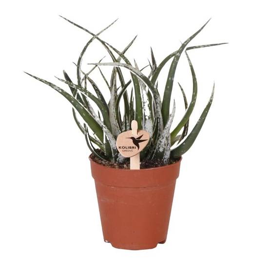 Succulente Aloë Maidu - Ø9cm - ↕23cm - Plantes d'intérieur - Image 1