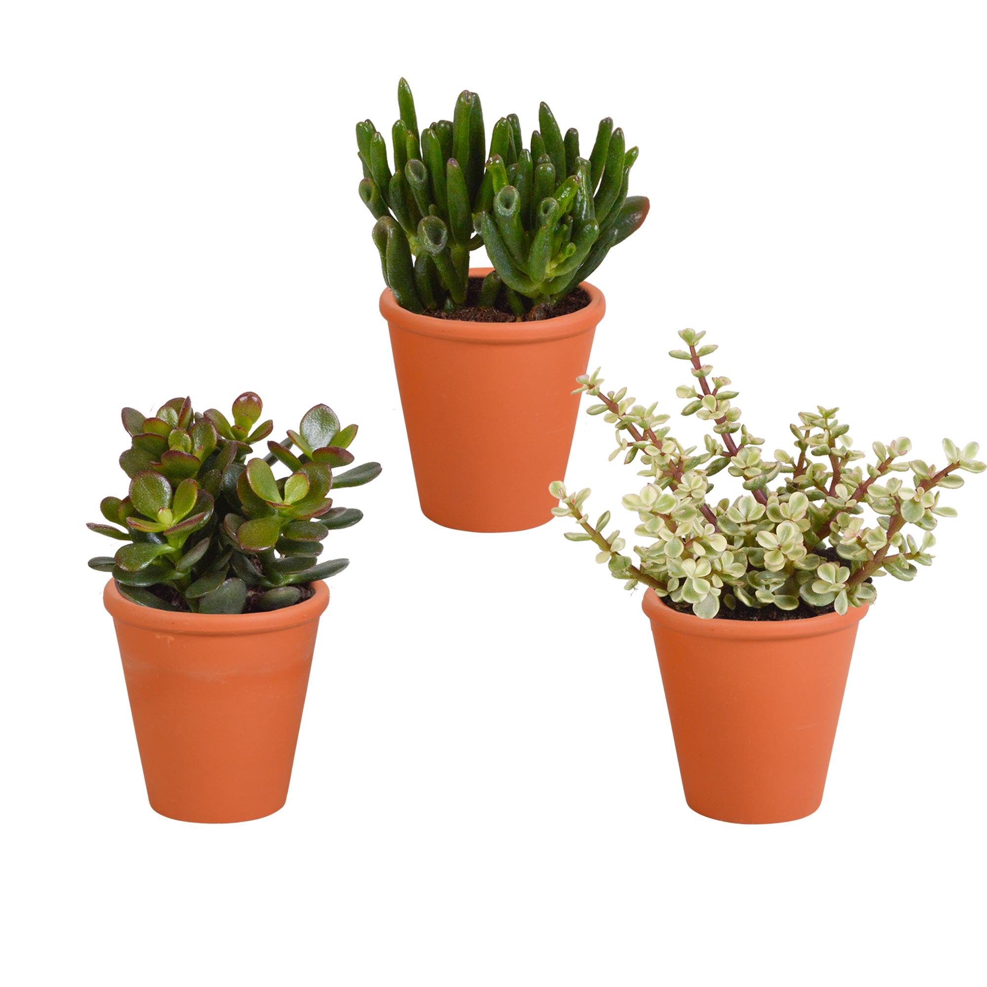 3x Mélange de crassulas - en pot terracotta - Ø8,5cm - ↕18cm - Plantes d’intérieur - Image 1