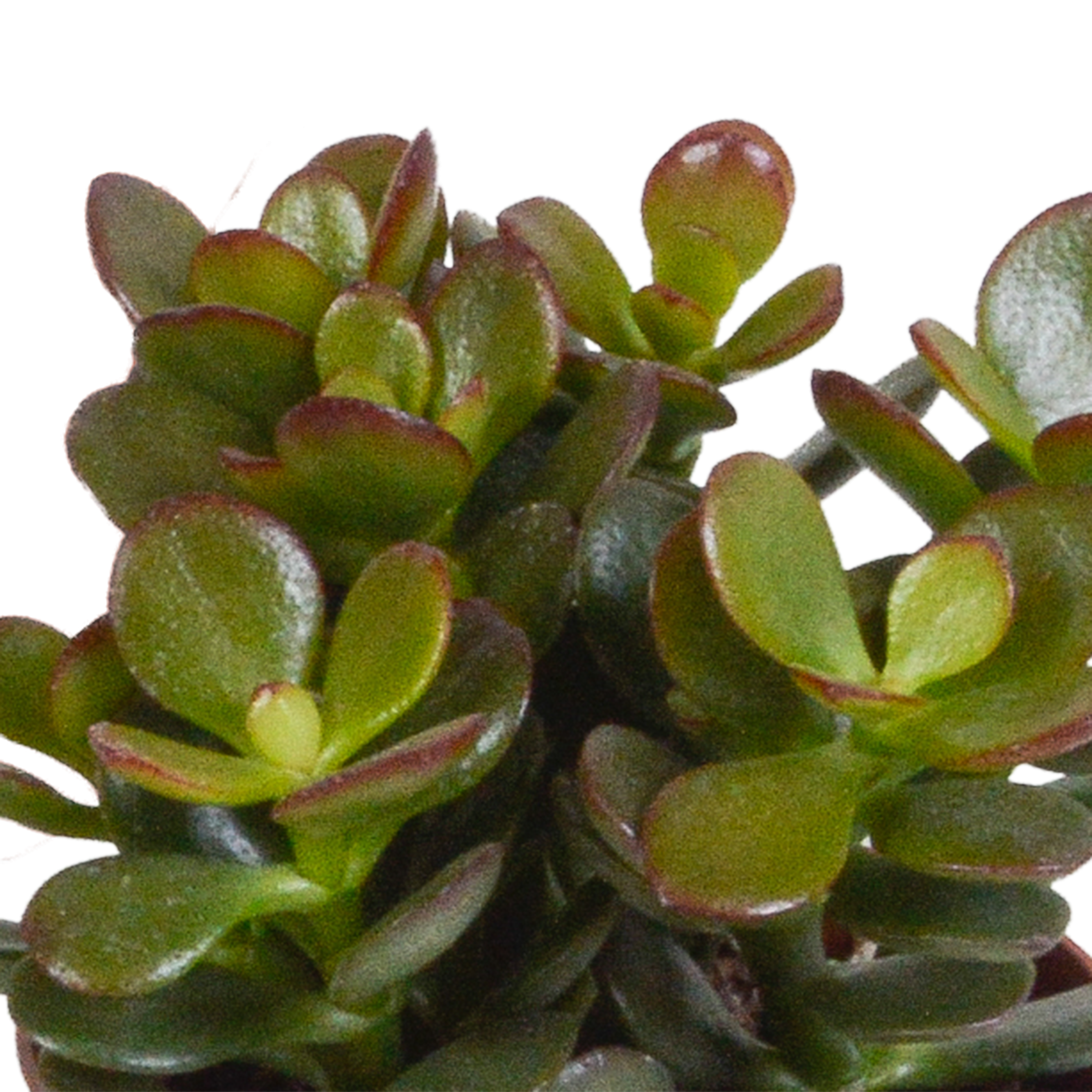 3x Mélange de crassulas - en pot terracotta - Ø8,5cm - ↕18cm - Plantes d’intérieur - Image 6