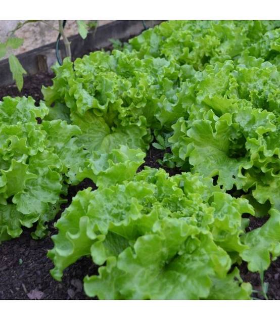 Terreau potager avec engrais organique, sac de 50 l - PRO218 - Image 3