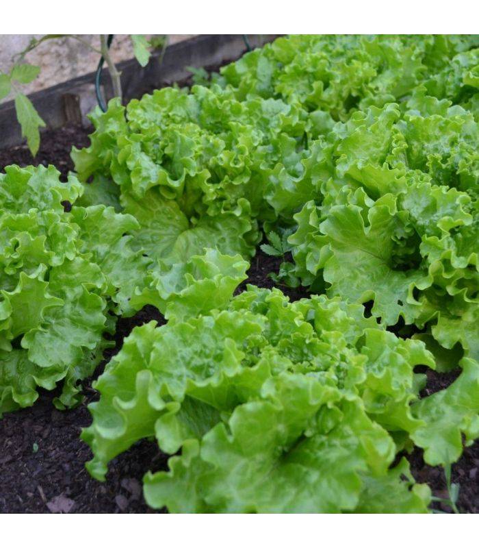 Terreau potager avec engrais organique, sac de 50 l - PRO218 - Image 3