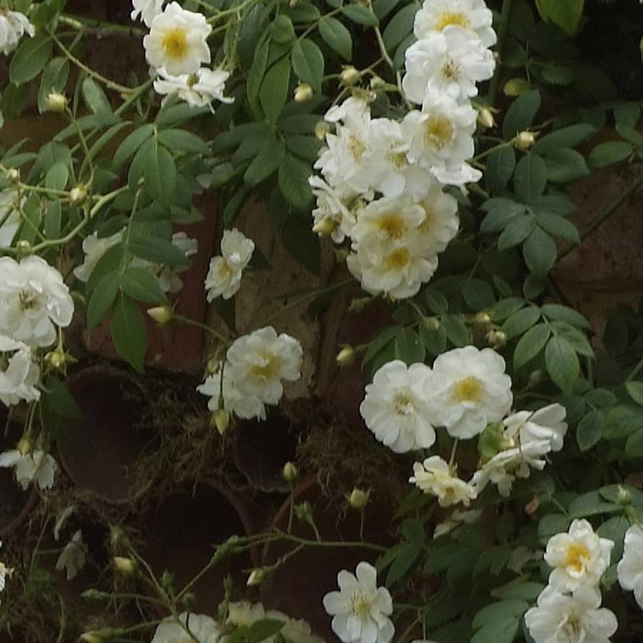 Promesse de Fleurs - Rosier liane Sander's White Rambler Pot de 4L/5L