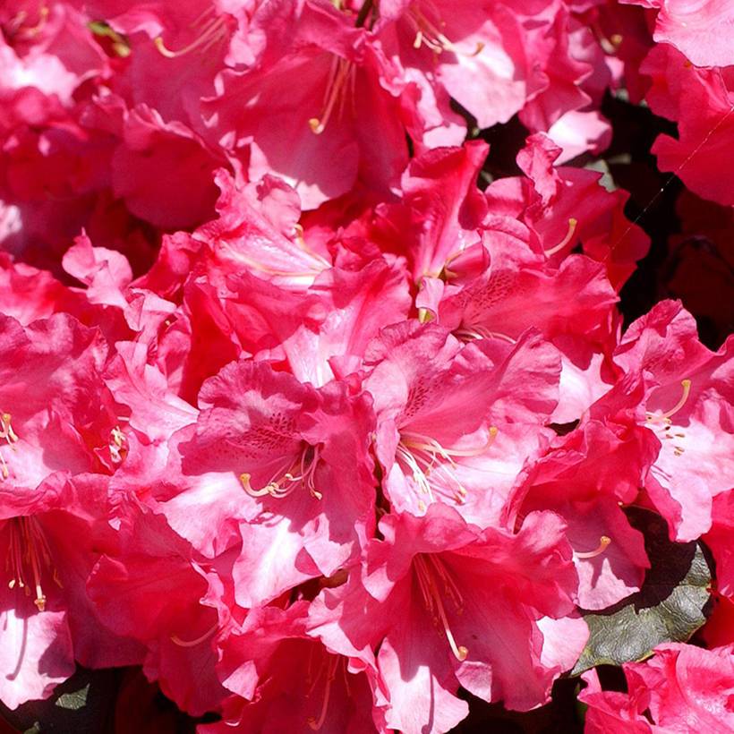 Rhododendron williamsianum Gartendirektor Glocker Pot de 4L/5L - Jardiland