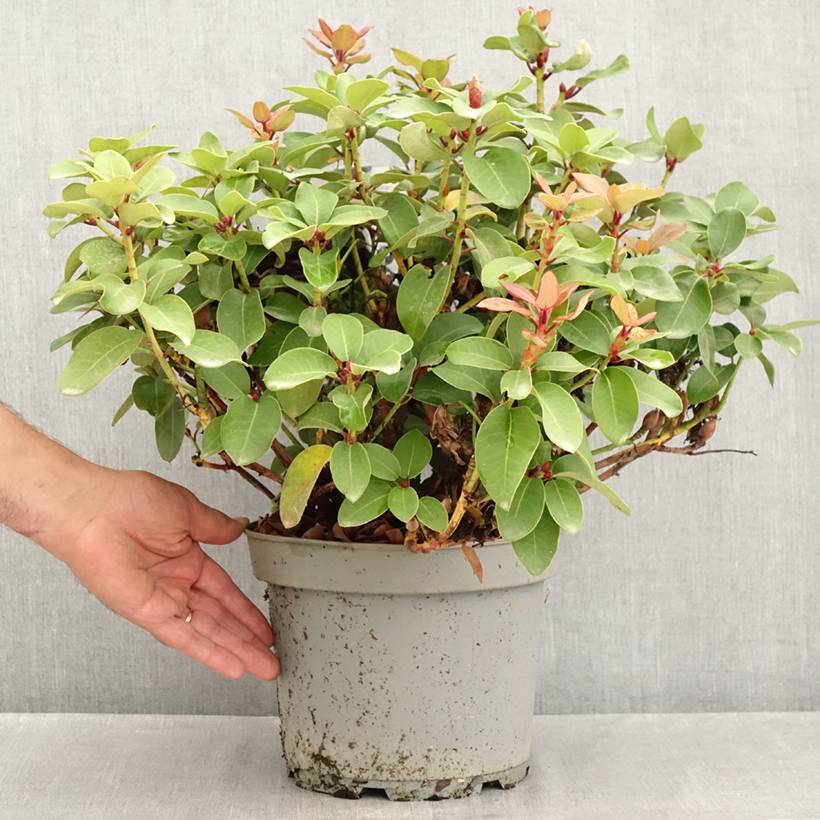Rhododendron williamsianum Gartendirektor Glocker Pot de 4L/5L - Jardiland