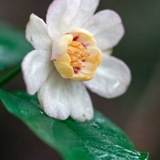 Calycanthus chinensis - Arbre aux anémones Pot de 3L/4L