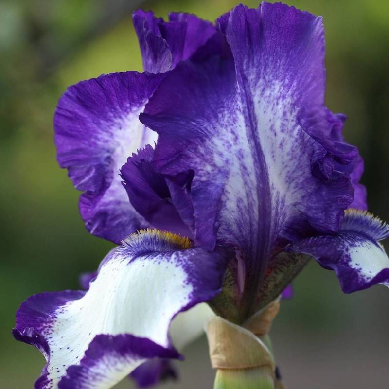 Iris des jardins Stepping Out à fleurs Blanche/Bleue - feuillage Caduc - Godet - 5/20 cm - Imagen 1