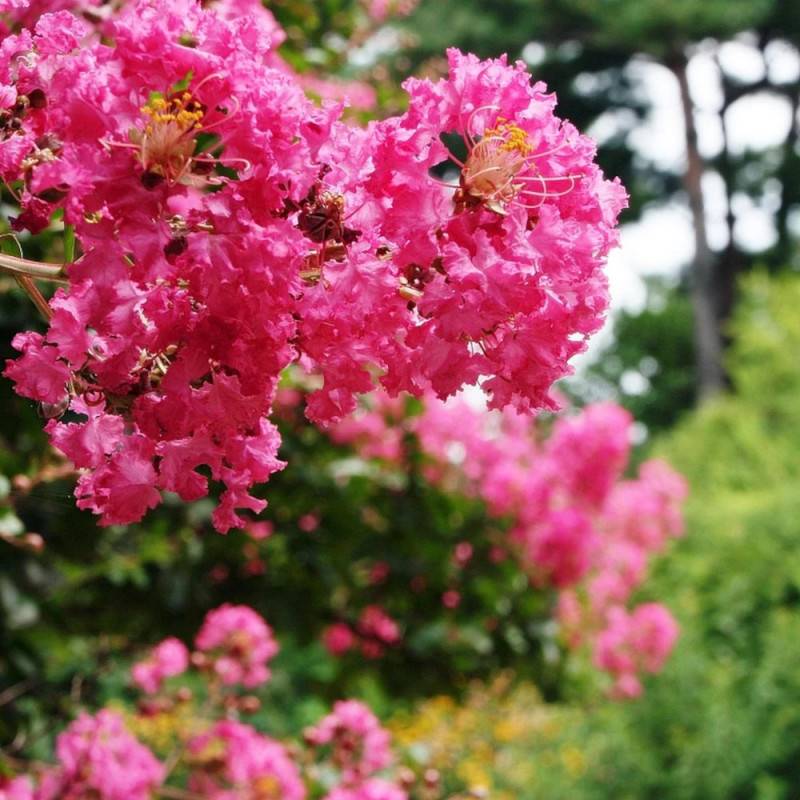 Lilas des Indes Bergerac®, Lagerstroemia à fleurs Rose/Rouge - feuillage Caduc - Pot de 15L - 1/2 tige - Image 2