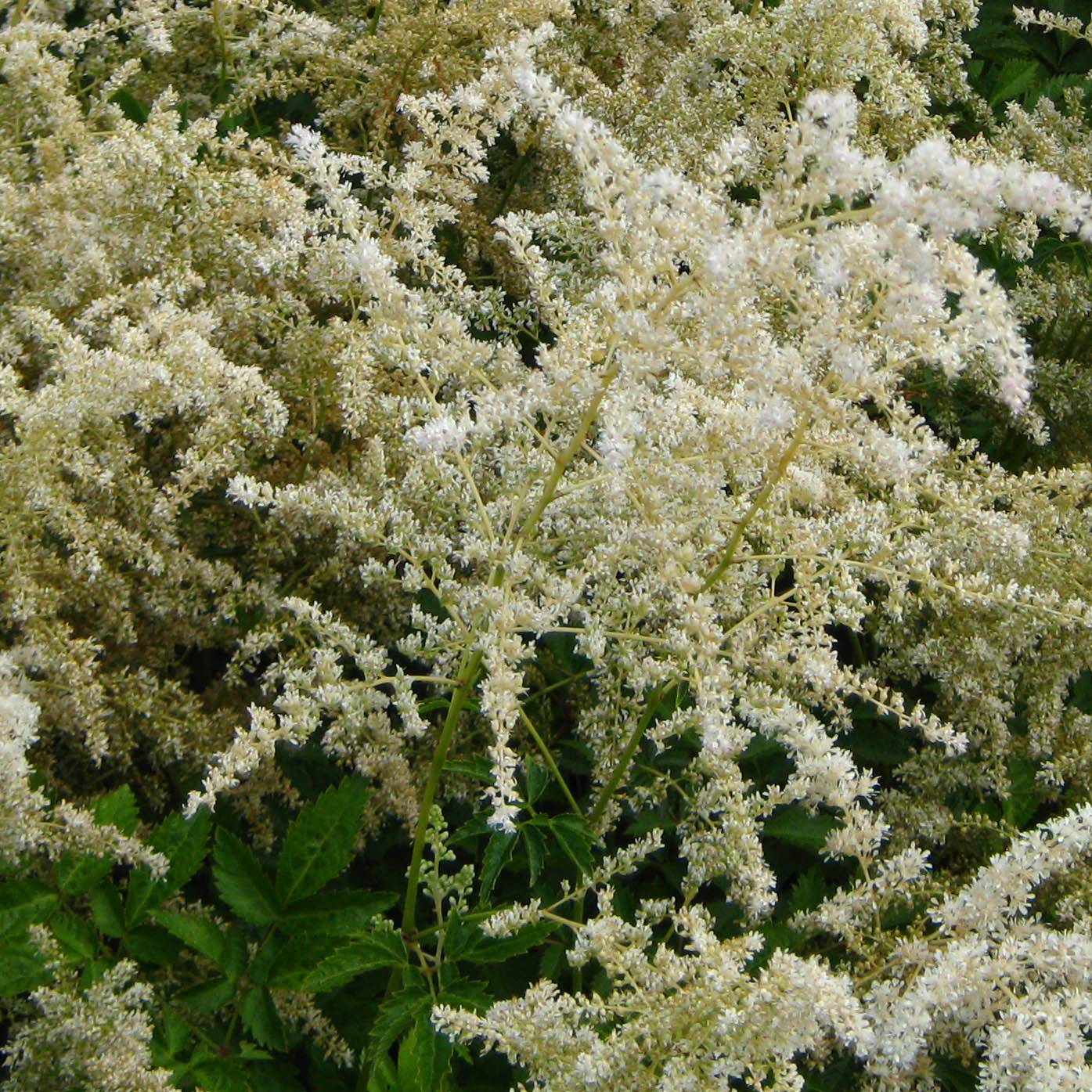 Astilbe arendsii Brautschleier Godet de 8/9 cm