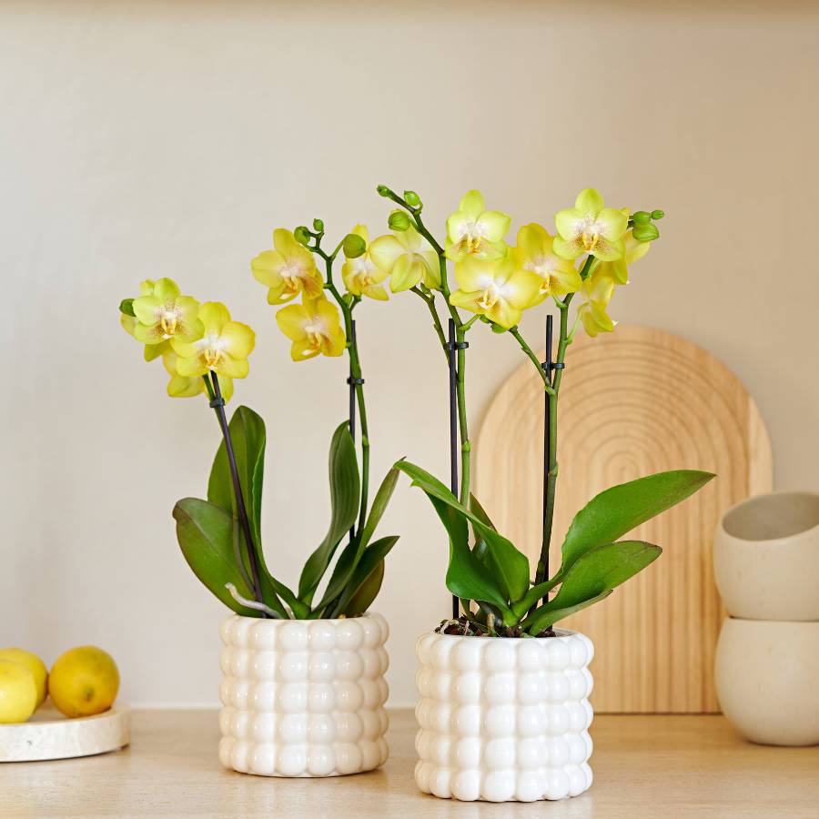 Set Poppy Blanc Jaune - D9 H35cm
