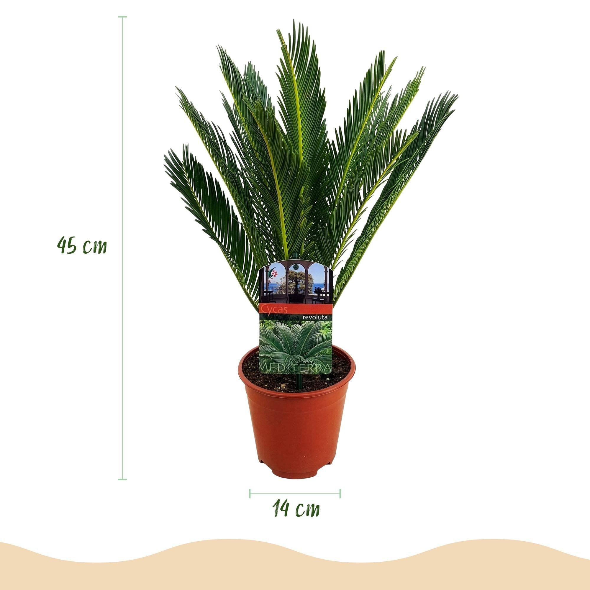 La Green Touch - Cycas Revoluta - D14 H45cm - Image 2