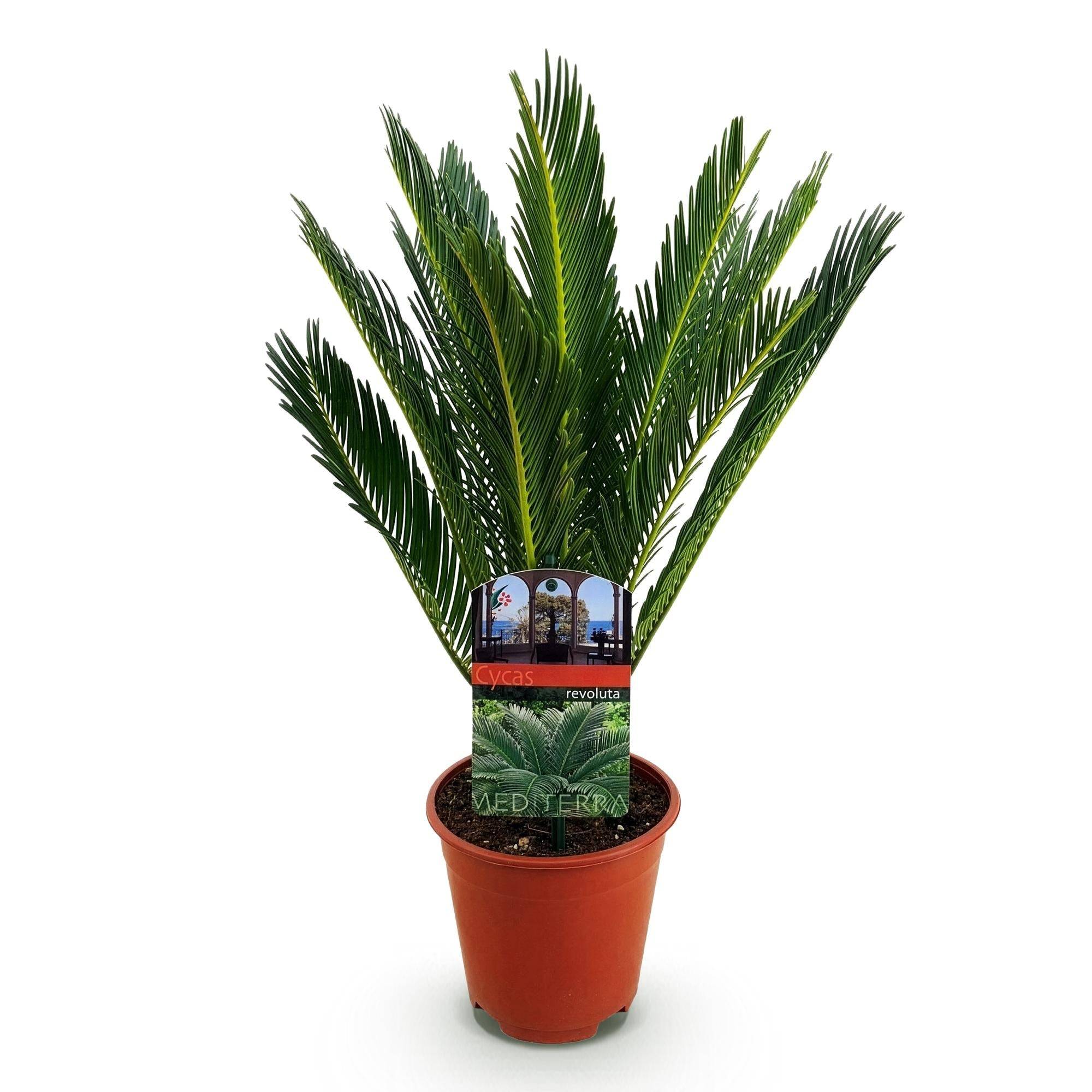 Cycas Revoluta - D14 H45cm - Image 4