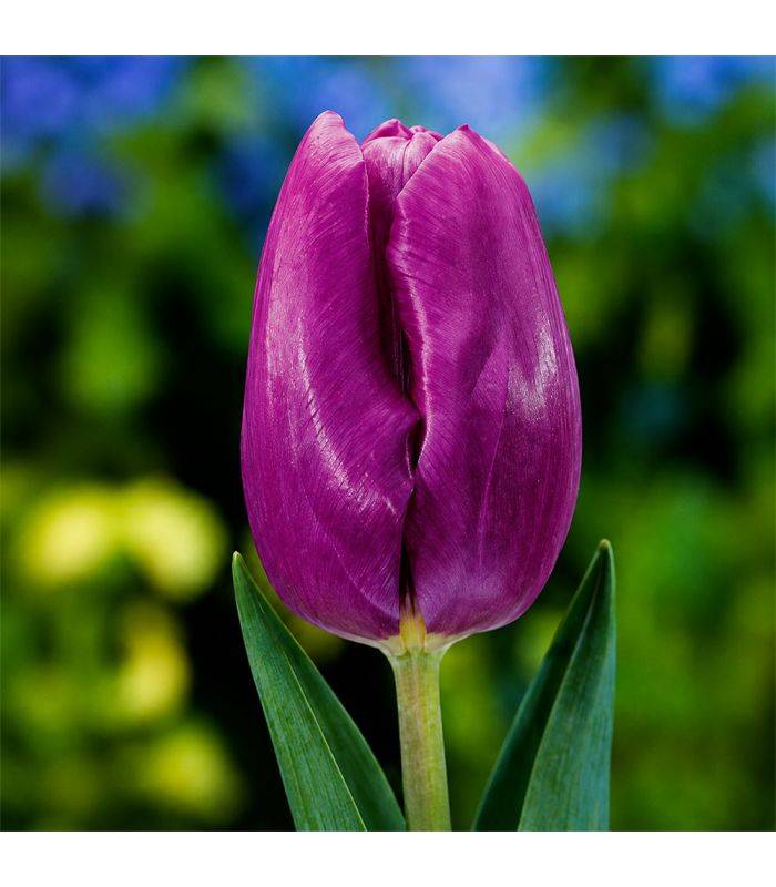 Tulipe Purple Prince Sgaravatti 6 bulbes pourpres, floraison printanière compacte idéale en massif - 617144 - Image 1