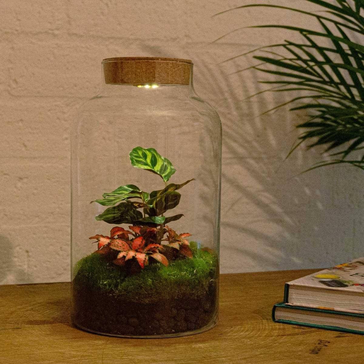 La Green Touch - Kit Terrarium DIY - MILA- La Green Touch Avec LED Calathea + Fittonia - Sans outil