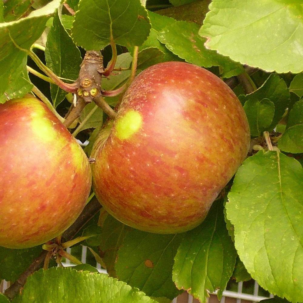 Pommier Croquella® 'Delgrina' - Bon rendement - Pot de 10 Litres - 1/4 tige - De 3,00 m à 5,00 m - Image 1