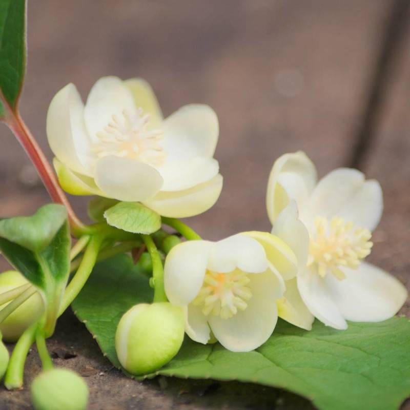 Magnolia grimpant à grandes fleurs, Schisandra à fleurs Blanche - feuillage Persistant - Godet - 5/20 cm-  hauteur à maturité De 5,00 m à 10,00 m - Imagen 1