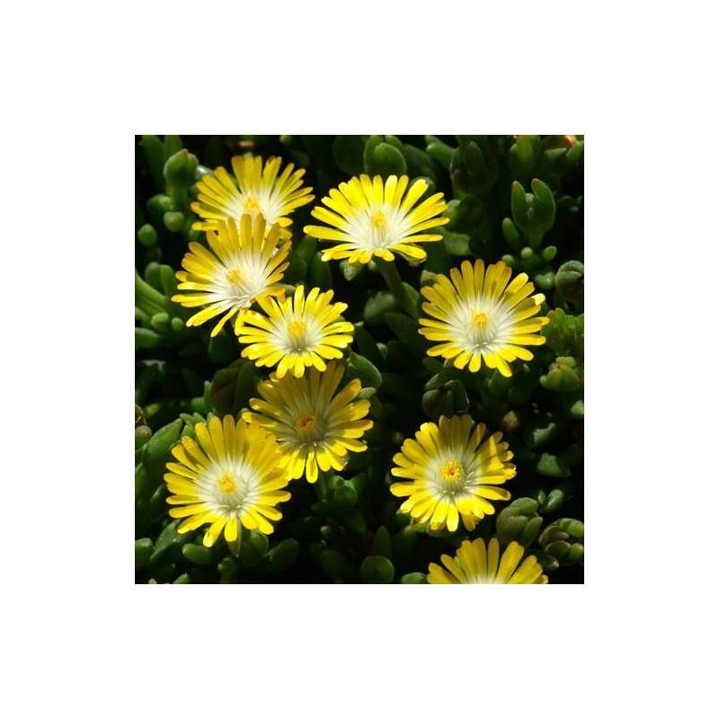 Delosperma Jewel of Desert Peridott®, Pourpier vivace à fleurs Jaune/ - feuillage Persistant - Godet - 5/20 cm - Imagen 3