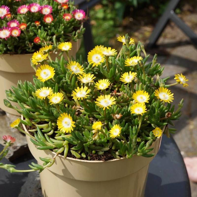 Delosperma Jewel of Desert Peridott®, Pourpier vivace à fleurs Jaune/ - feuillage Persistant - Godet - 5/20 cm - Imagen 1