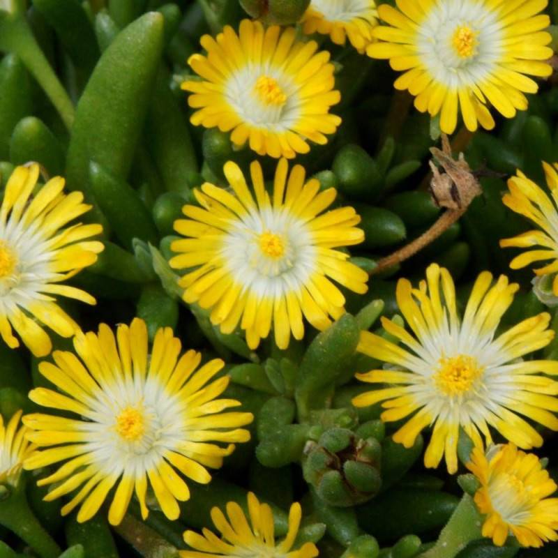 Delosperma Jewel of Desert Peridott®, Pourpier vivace à fleurs Jaune/ - feuillage Persistant - Godet - 5/20 cm - Imagen 2