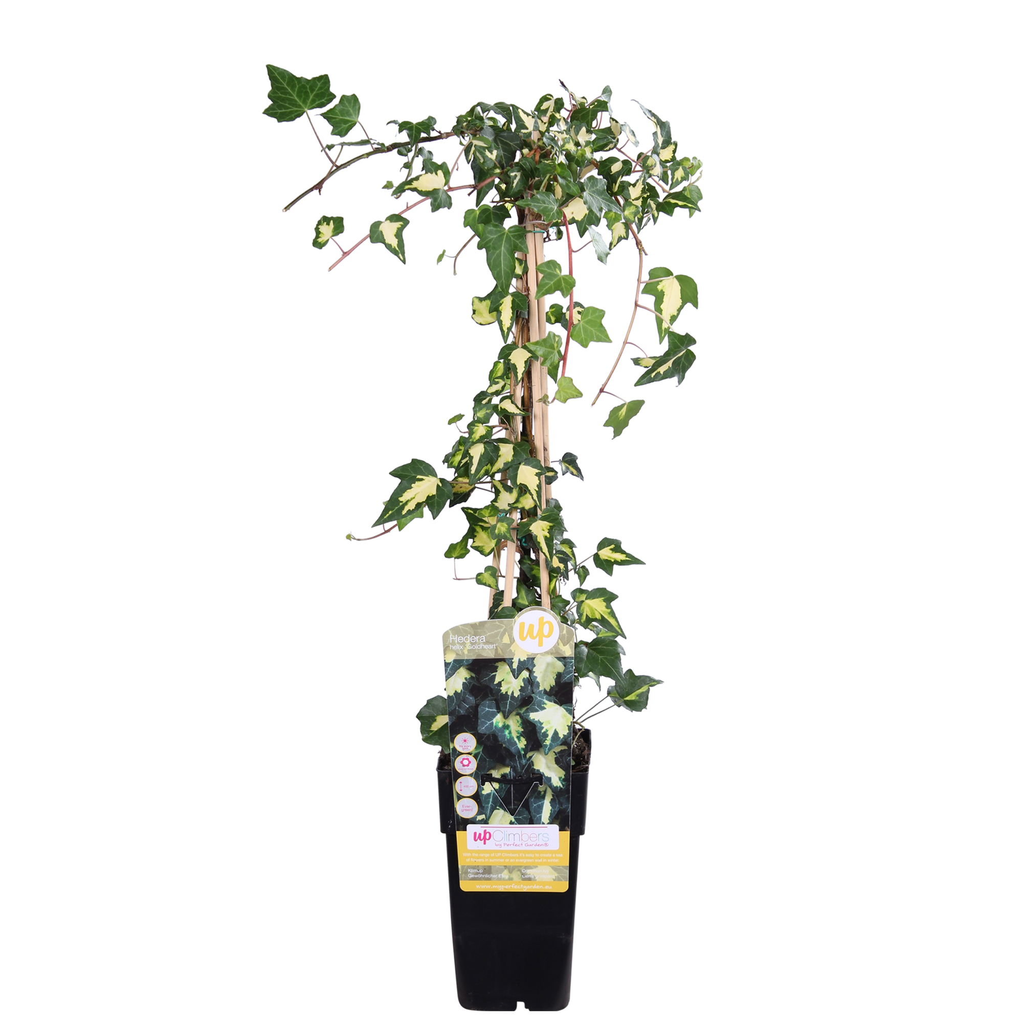 Hedera Colchica 'Dentata Variegata' - D15 H65cm