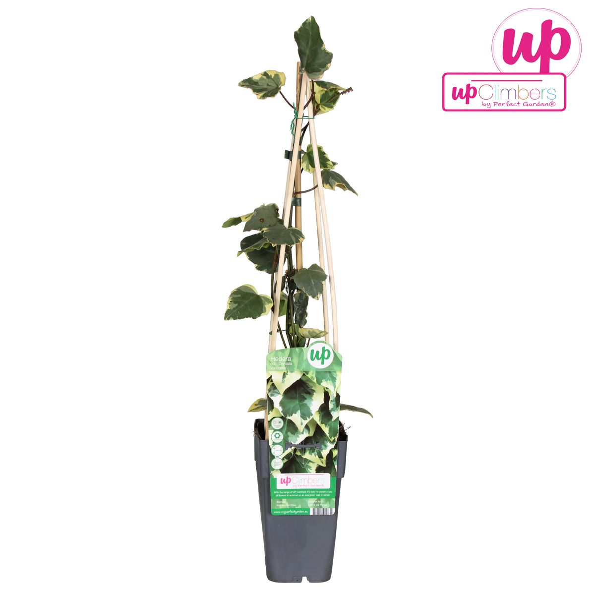 La Green Touch - Hedera Colchica 'Dentata Variegata' - D15 H65cm - Image 6