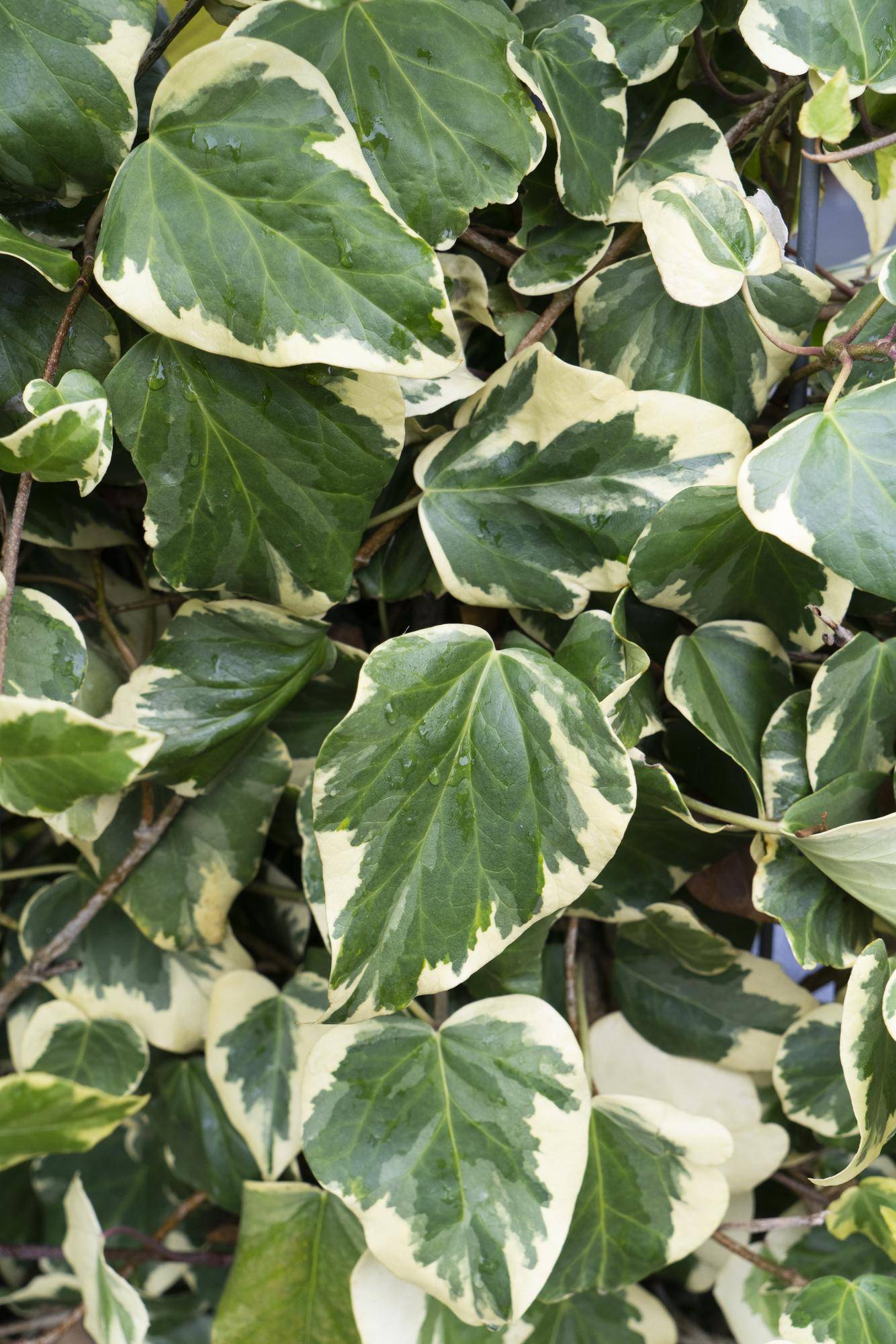 La Green Touch - Hedera Colchica 'Dentata Variegata' - D15 H65cm - Image 3