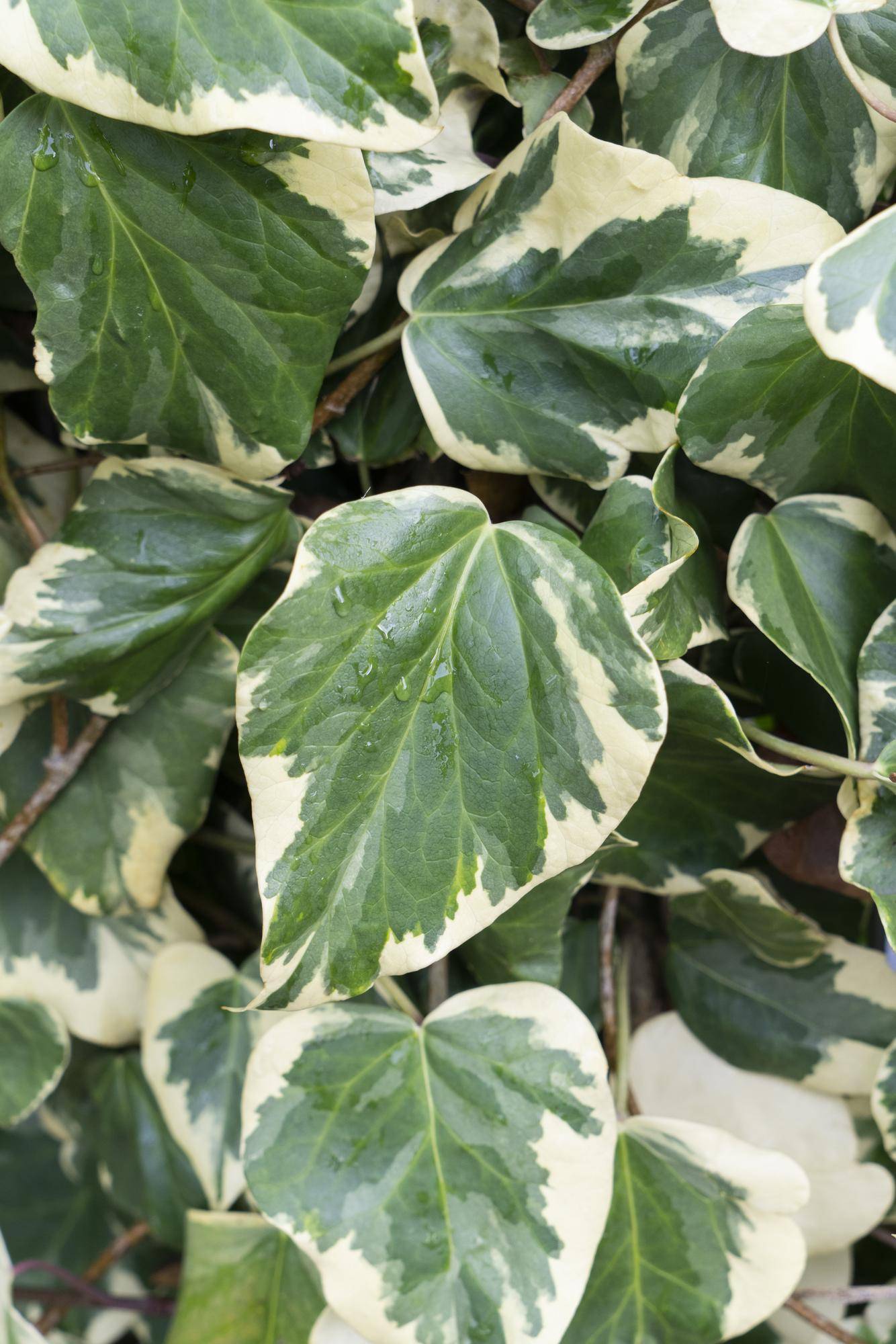La Green Touch - Hedera Colchica 'Dentata Variegata' - D15 H65cm - Image 2