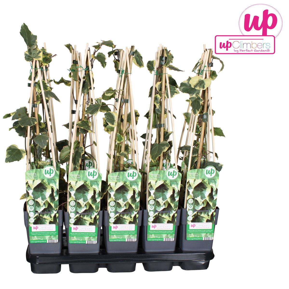 La Green Touch - Hedera Colchica 'Dentata Variegata' - D15 H65cm - Image 4