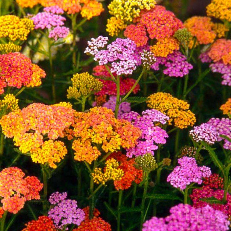 3 Achillées 'Summer Pastel' (Achillea 'Summer Pastel') - Lot de 3 vivaces - Pépinières Naudet - Image 1