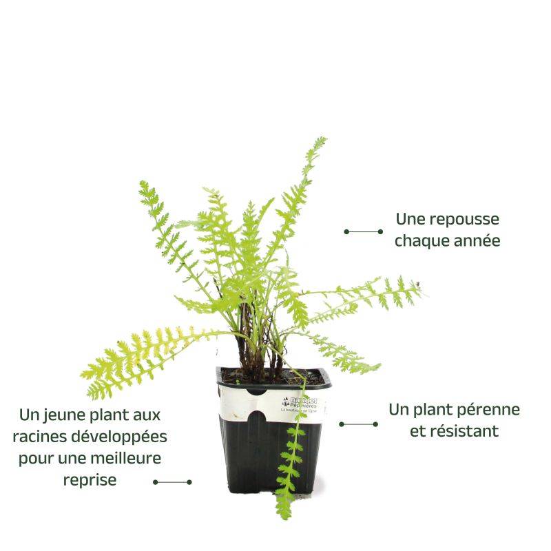 3 Achillées 'Summer Pastel' (Achillea 'Summer Pastel') - Lot de 3 vivaces - Pépinières Naudet - Image 3
