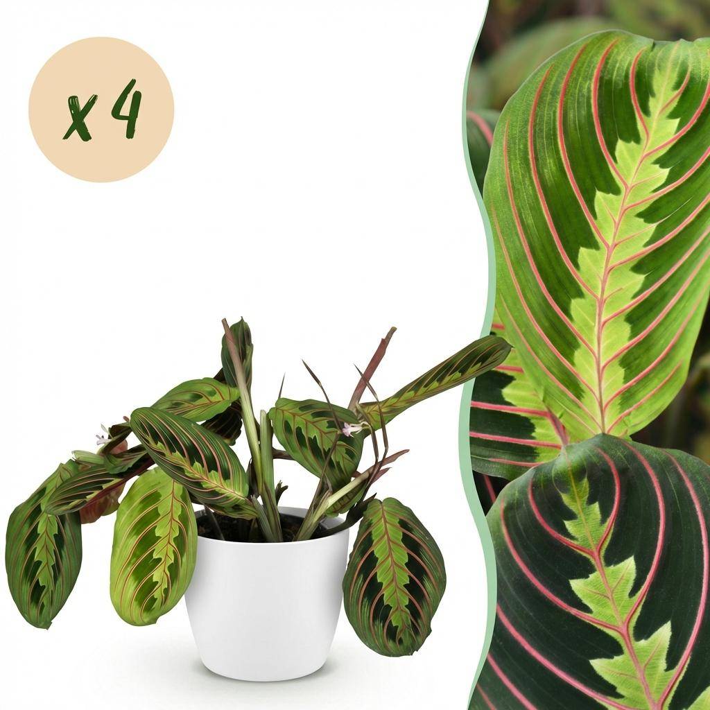 Maranta Fascinator Tricolour - H35cm - Image 2