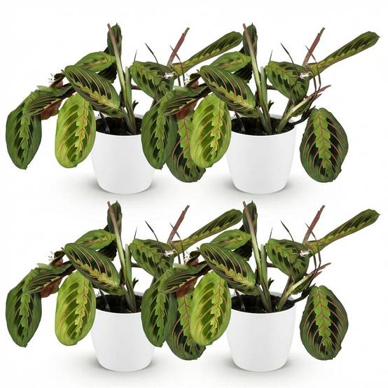 Maranta Fascinator Tricolour - H35cm - Image 4
