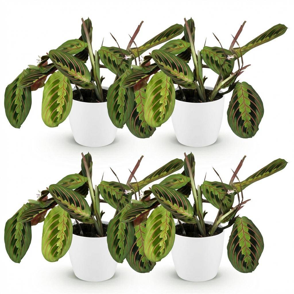 Maranta Fascinator Tricolour - H35cm - Image 4