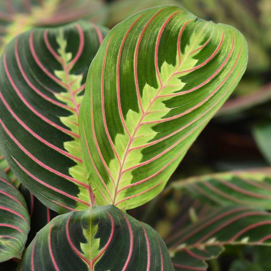 Maranta Fascinator Tricolour - H35cm - Image 5