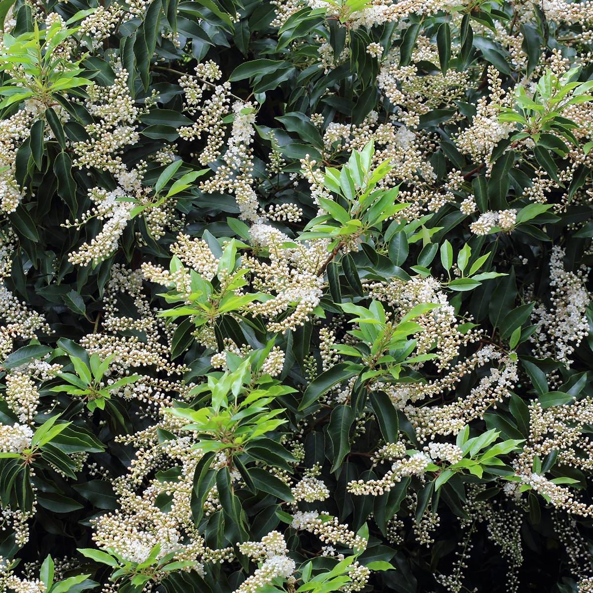 Promesse de Fleurs - Laurier du Portugal, Prunus lusitanica Angustifolia Pot de 2L/3L