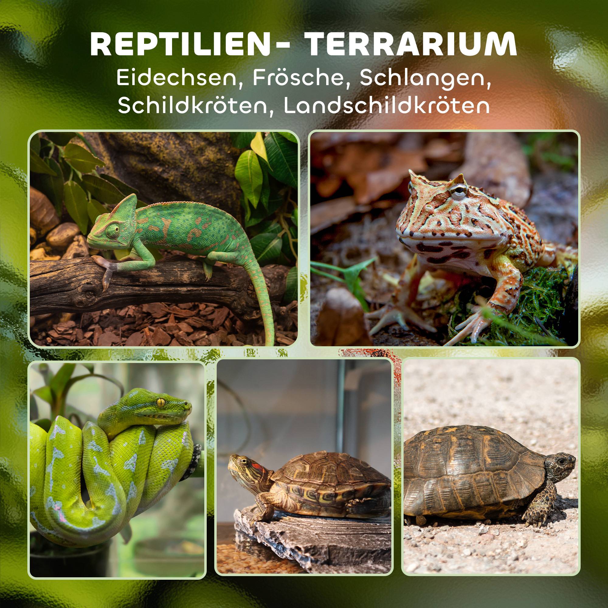 Terrarium en verre pour reptiles, fond surélevé et imperméable, fermeture à bouton - Image 6