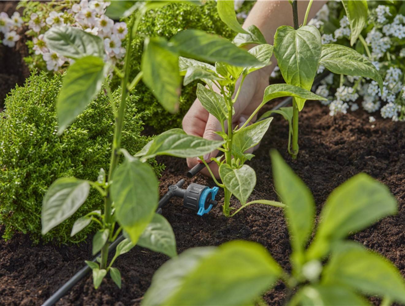 Gardena - Goutteurs en ligne réglable et régulateur de pression 1 - 8 l/h - Boîte de 5 pièces Gardena - Imagen 2